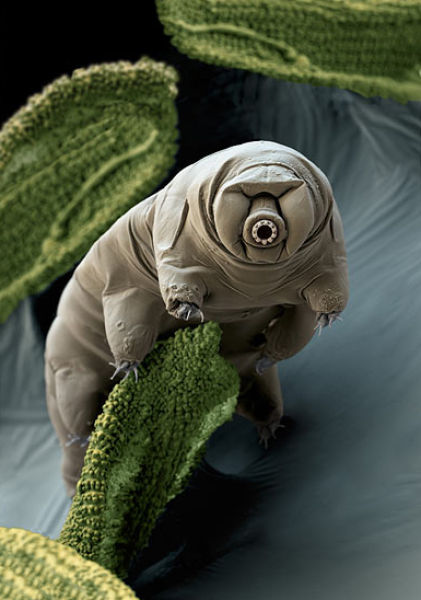 Su Ayısı: Tardigrada 