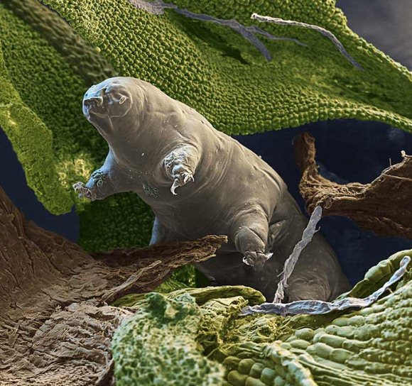 Su Ayısı: Tardigrada 