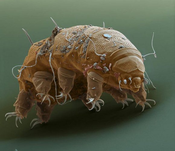 Su Ayısı: Tardigrada 