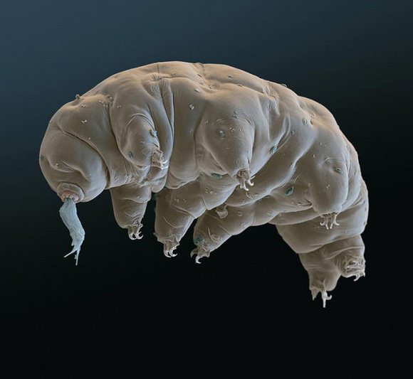 Su Ayısı: Tardigrada 