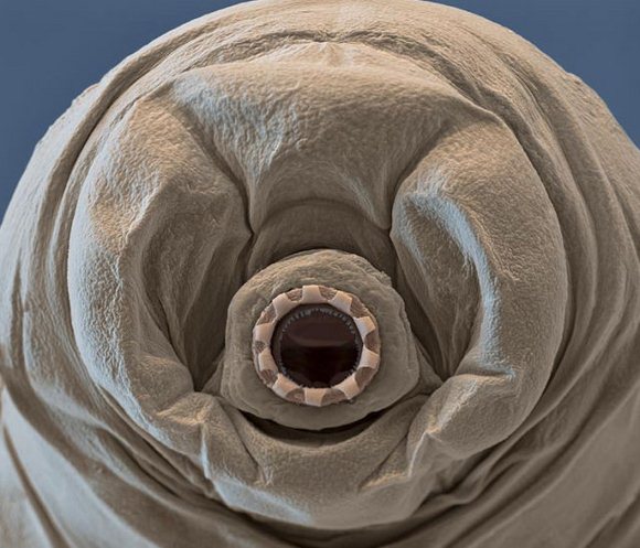 Su Ayısı: Tardigrada 