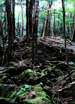 İntihar ormanı: Aokigahara