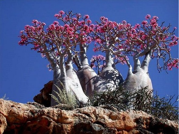 Yeryüzünün gizemli adası