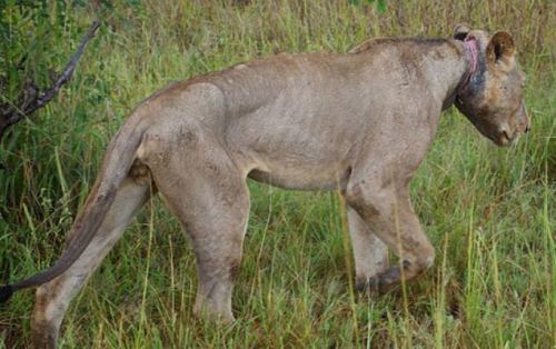 Ölümünü bekleyen aslan