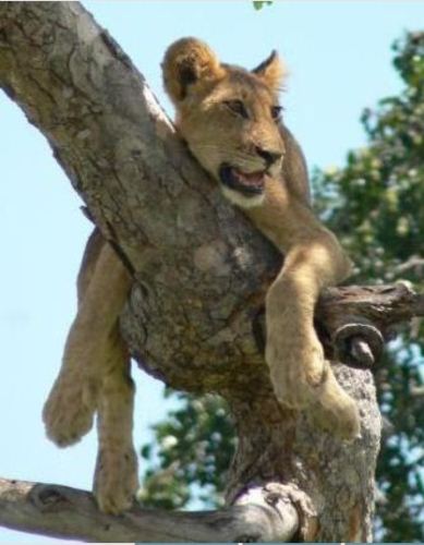 Ölümünü bekleyen aslan