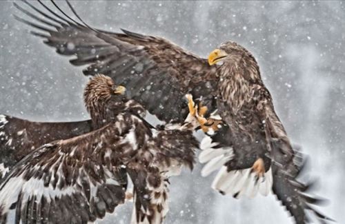 Kartal tavşanı böyle avladı