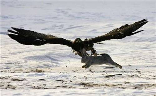 Kartal tavşanı böyle avladı