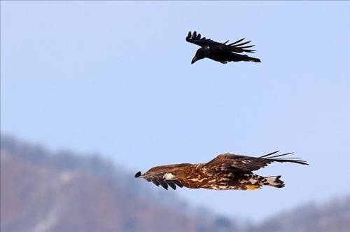 Kartal tavşanı böyle avladı