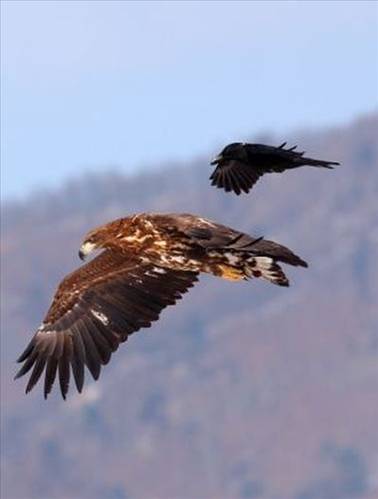 Kartal tavşanı böyle avladı