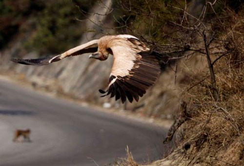 Kartal tavşanı böyle avladı