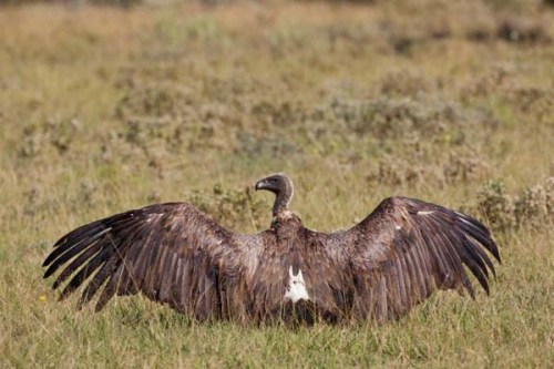 Kartal tavşanı böyle avladı