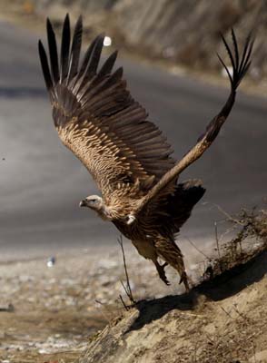 Kartal tavşanı böyle avladı