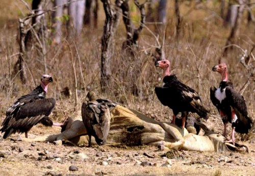 Kartal tavşanı böyle avladı