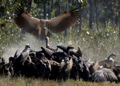 Kartal tavşanı böyle avladı