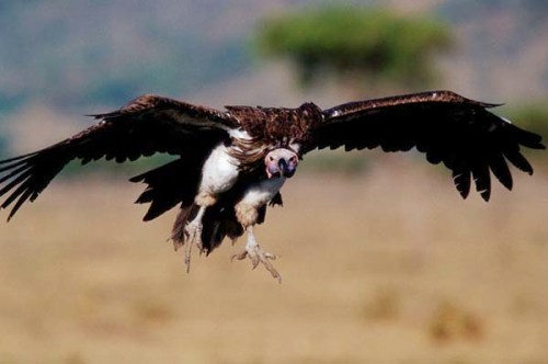 Kartal tavşanı böyle avladı