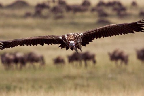 Kartal tavşanı böyle avladı