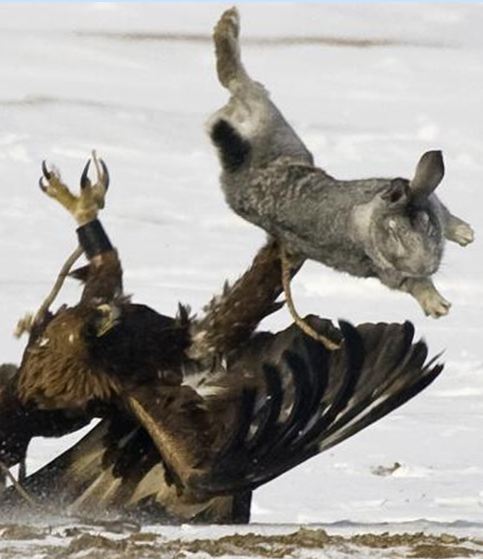 Kartal tavşanı böyle avladı