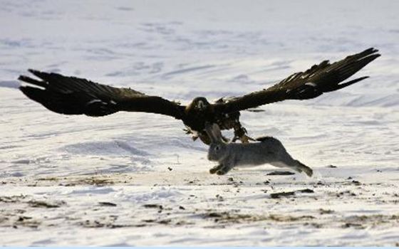 Kartal tavşanı böyle avladı