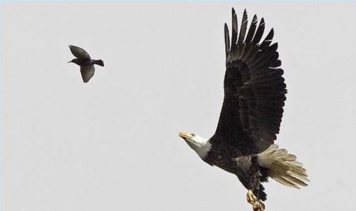 Kartal tavşanı böyle avladı