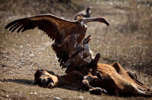 Kartal tavşanı böyle avladı