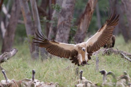 Kartal tavşanı böyle avladı