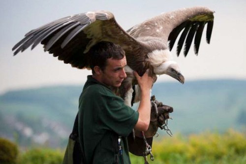 Kartal tavşanı böyle avladı