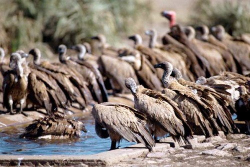 Kartal tavşanı böyle avladı