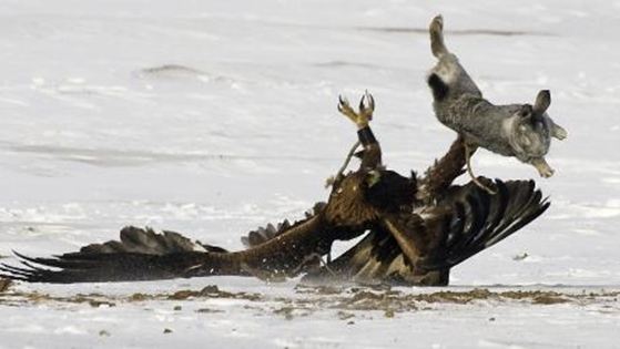 Kartal tavşanı böyle avladı