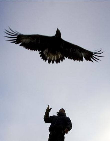 Kartal tavşanı böyle avladı