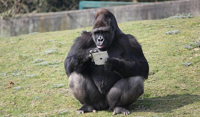 iPad'i goriller de öğrendi