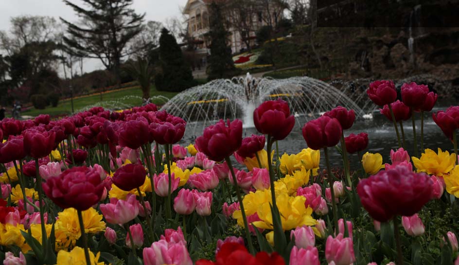 İstanbul lale açtı