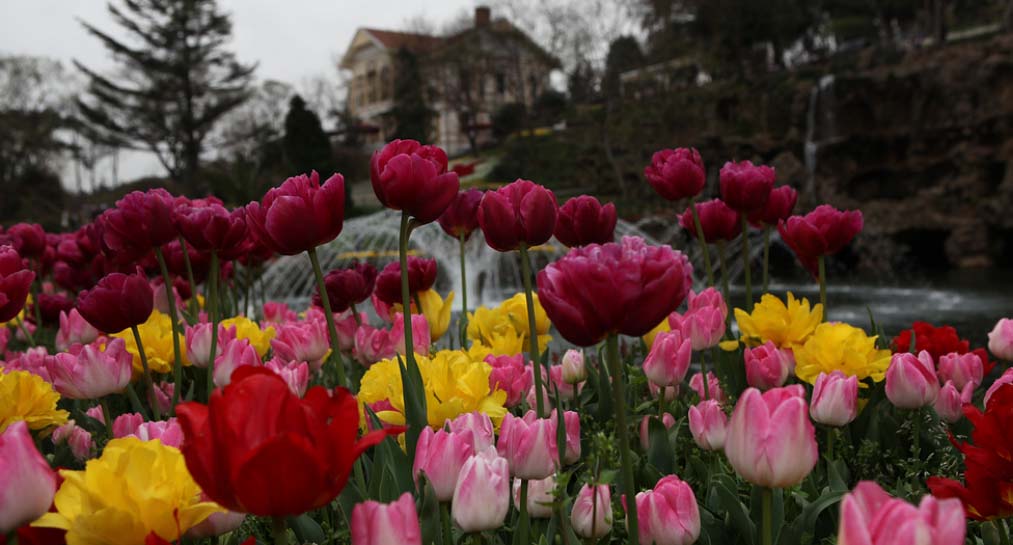 İstanbul lale açtı