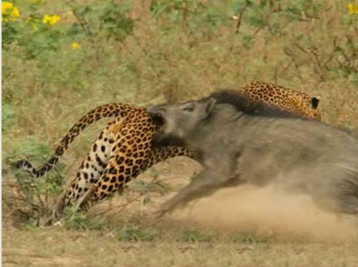 Leopar ve domuz'un kavgası