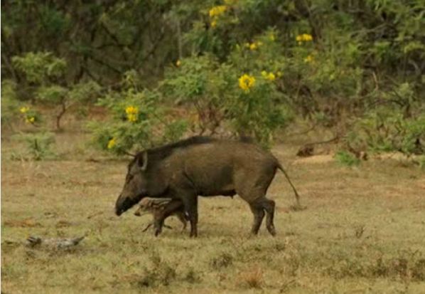 Leopar ve domuz'un kavgası