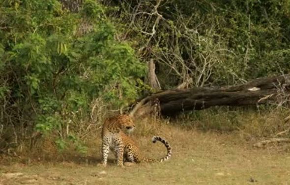 Leopar ve domuz'un kavgası