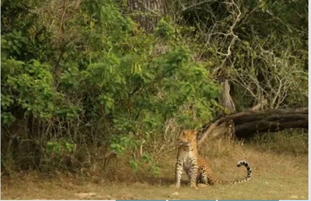 Leopar ve domuz'un kavgası