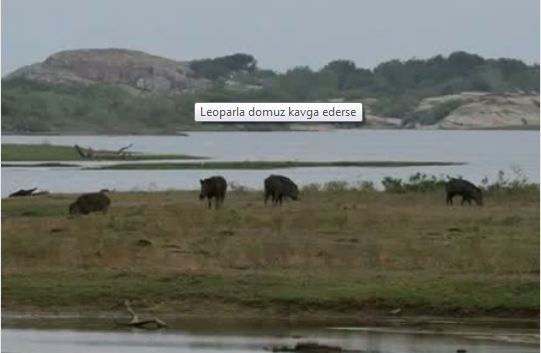 Leopar ve domuz'un kavgası