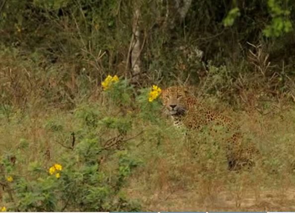 Leopar ve domuz'un kavgası