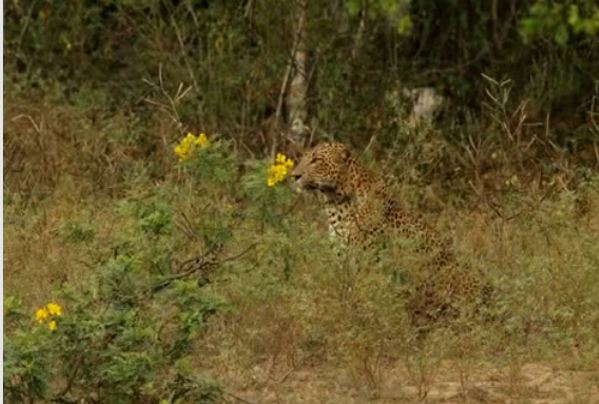 Leopar ve domuz'un kavgası