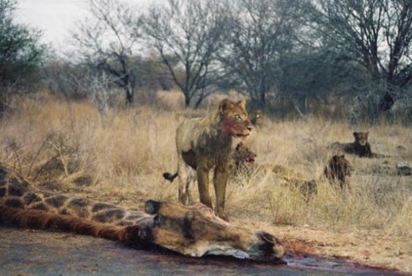 Leopar ve domuz'un kavgası