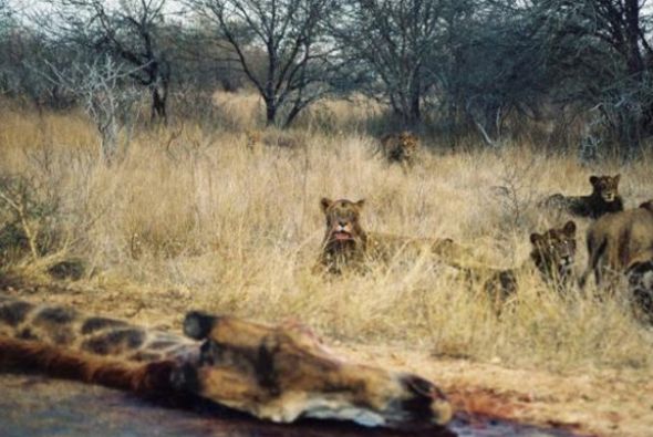 Leopar ve domuz'un kavgası