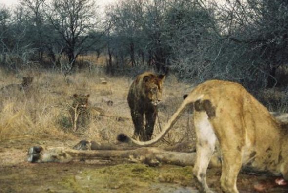 Leopar ve domuz'un kavgası