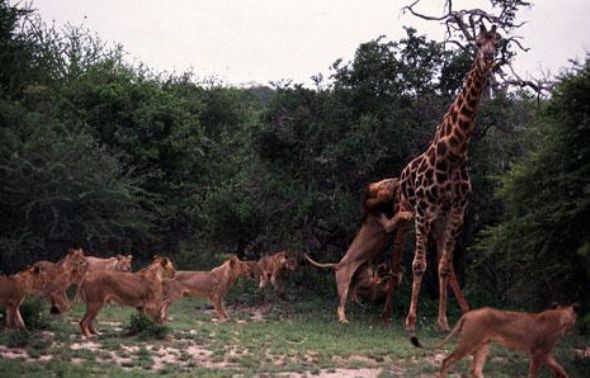 Leopar ve domuz'un kavgası