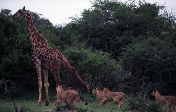 Leopar ve domuz'un kavgası