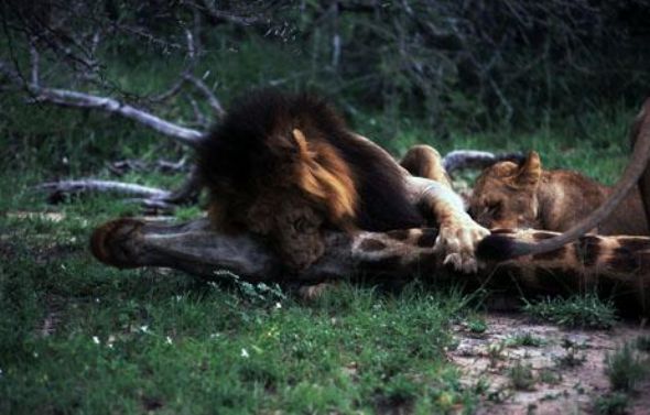 Leopar ve domuz'un kavgası