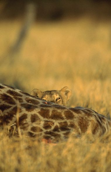 Leopar ve domuz'un kavgası