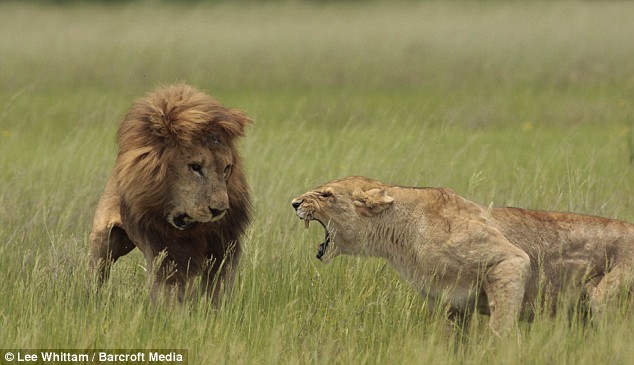 Leopar ve domuz'un kavgası