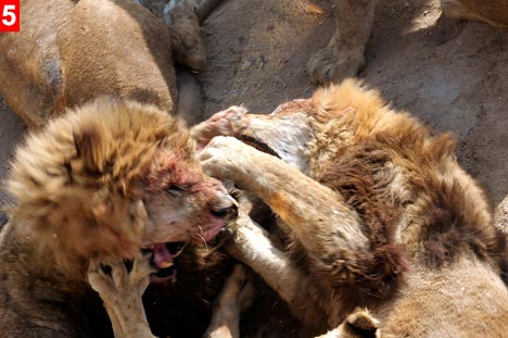 Leopar ve domuz'un kavgası