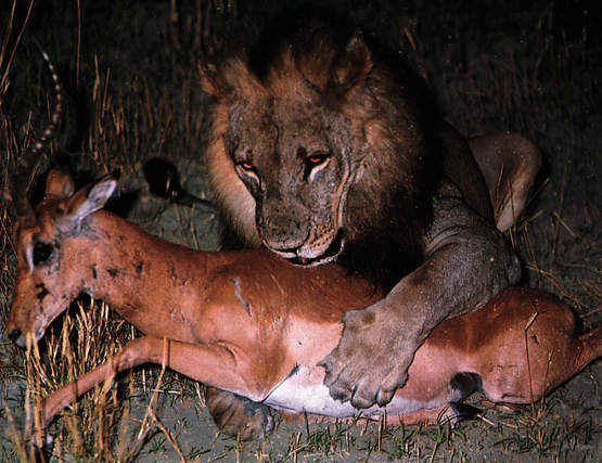 Leopar ve domuz'un kavgası