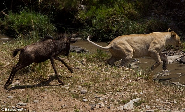 Leopar ve domuz'un kavgası